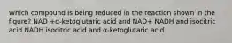 Which compound is being reduced in the reaction shown in the figure? NAD +α-ketoglutaric acid and NAD+ NADH and isocitric acid NADH isocitric acid and α-ketoglutaric acid