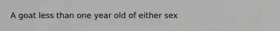 A goat <a href='https://www.questionai.com/knowledge/k7BtlYpAMX-less-than' class='anchor-knowledge'>less than</a> one year old of either sex