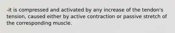 -it is compressed and activated by any increase of the tendon's tension, caused either by active contraction or passive stretch of the corresponding muscle.