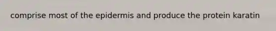 comprise most of the epidermis and produce the protein karatin