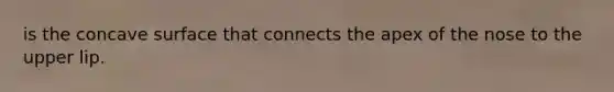 is the concave surface that connects the apex of the nose to the upper lip.