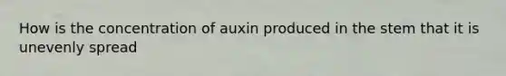 How is the concentration of auxin produced in the stem that it is unevenly spread