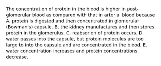 The concentration of protein in the blood is higher in post-glomerular blood as compared with that in arterial blood because A. protein is digested and then concentrated in glomerular (Bowman's) capsule. B. the kidney manufactures and then stores protein in the glomerulus. C. reabsorion of protein occurs. D. water passes into the capsule, but protein molecules are too large to into the capsule and are concentrated in the blood. E. water concentration increases and protein concentrations decrease.