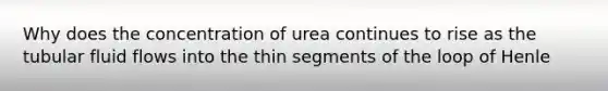 Why does the concentration of urea continues to rise as the tubular fluid flows into the thin segments of the loop of Henle