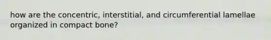 how are the concentric, interstitial, and circumferential lamellae organized in compact bone?