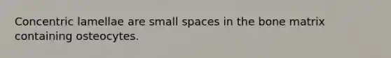 Concentric lamellae are small spaces in the bone matrix containing osteocytes.
