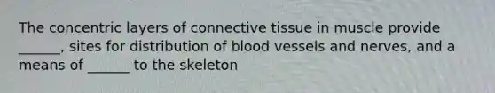 The concentric layers of connective tissue in muscle provide ______, sites for distribution of blood vessels and nerves, and a means of ______ to the skeleton