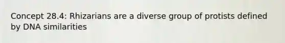 Concept 28.4: Rhizarians are a diverse group of protists defined by DNA similarities
