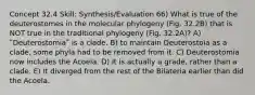 Concept 32.4 Skill: Synthesis/Evaluation 66) What is true of the deuterostomes in the molecular phylogeny (Fig. 32.2B) that is NOT true in the traditional phylogeny (Fig. 32.2A)? A) ʺDeuterostomiaʺ is a clade. B) to maintain Deuterostoia as a clade, some phyla had to be removed from it. C) Deuterostomia now includes the Acoela. D) It is actually a grade, rather than a clade. E) It diverged from the rest of the Bilateria earlier than did the Acoela.