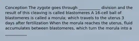 Conception The zygote goes through ___________ division and the result of this cleaving is called blastomeres A 16-cell ball of blastomeres is called a morula; which travels to the uterus 3 days after fertilization When the morula reaches the uterus, fluid accumulates between blastomeres, which turn the morula into a ___________
