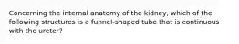 Concerning the internal anatomy of the kidney, which of the following structures is a funnel-shaped tube that is continuous with the ureter?