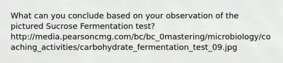 What can you conclude based on your observation of the pictured Sucrose Fermentation test? http://media.pearsoncmg.com/bc/bc_0mastering/microbiology/coaching_activities/carbohydrate_fermentation_test_09.jpg