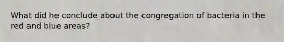 What did he conclude about the congregation of bacteria in the red and blue areas?