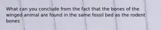 What can you conclude from the fact that the bones of the winged animal are found in the same fossil bed as the rodent bones