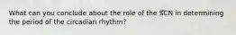 What can you conclude about the role of the SCN in determining the period of the circadian rhythm?