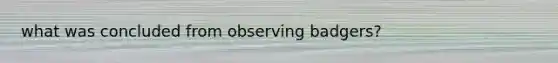 what was concluded from observing badgers?