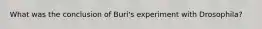 What was the conclusion of Buri's experiment with Drosophila?