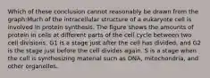 Which of these conclusion cannot reasonably be drawn from the graph:Much of the intracellular structure of a eukaryote cell is involved in protein synthesis. The figure shows the amounts of protein in cells at different parts of the cell cycle between two cell divisions. G1 is a stage just after the cell has divided, and G2 is the stage just before the cell divides again. S is a stage when the cell is synthesizing material such as DNA, mitochondria, and other organelles.