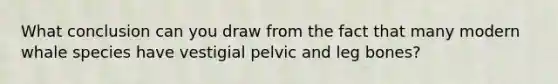 What conclusion can you draw from the fact that many modern whale species have vestigial pelvic and leg bones?