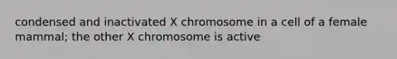 condensed and inactivated X chromosome in a cell of a female mammal; the other X chromosome is active