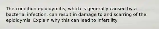 The condition epididymitis, which is generally caused by a bacterial infection, can result in damage to and scarring of the epididymis. Explain why this can lead to infertility