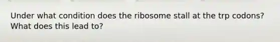 Under what condition does the ribosome stall at the trp codons? What does this lead to?