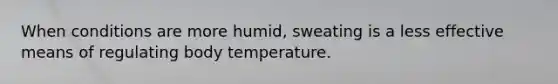 When conditions are more humid, sweating is a less effective means of regulating body temperature.