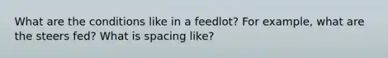 What are the conditions like in a feedlot? For example, what are the steers fed? What is spacing like?