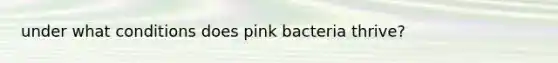 under what conditions does pink bacteria thrive?