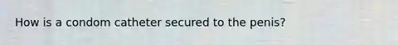 How is a condom catheter secured to the penis?