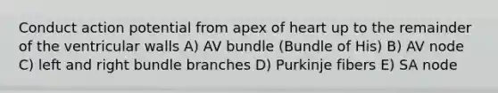 Conduct action potential from apex of heart up to the remainder of the ventricular walls A) AV bundle (Bundle of His) B) AV node C) left and right bundle branches D) Purkinje fibers E) SA node