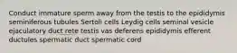 Conduct immature sperm away from the testis to the epididymis seminiferous tubules Sertoli cells Leydig cells seminal vesicle ejaculatory duct rete testis vas deferens epididymis efferent ductules spermatic duct spermatic cord