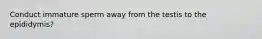 Conduct immature sperm away from the testis to the epididymis?