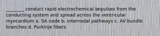 ________ conduct rapid electrochemical impulses from the conducting system and spread across the ventricular myocardium a. SA node b. internodal pathways c. AV bundle branches d. Purkinje fibers