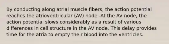 By conducting along atrial muscle fibers, the action potential reaches the atrioventricular (AV) node -At the AV node, the action potential slows considerably as a result of various differences in cell structure in the AV node. This delay provides time for the atria to empty their blood into the ventricles.