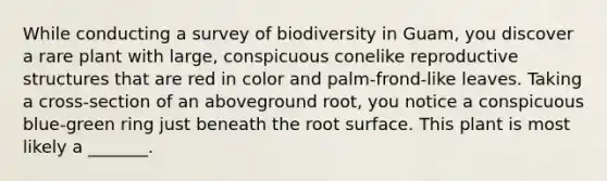 While conducting a survey of biodiversity in Guam, you discover a rare plant with large, conspicuous conelike reproductive structures that are red in color and palm-frond-like leaves. Taking a cross-section of an aboveground root, you notice a conspicuous blue-green ring just beneath the root surface. This plant is most likely a _______.