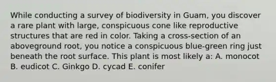 While conducting a survey of biodiversity in Guam, you discover a rare plant with large, conspicuous cone like reproductive structures that are red in color. Taking a cross-section of an aboveground root, you notice a conspicuous blue-green ring just beneath the root surface. This plant is most likely a: A. monocot B. eudicot C. Ginkgo D. cycad E. conifer