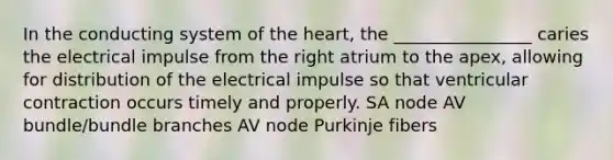 In the conducting system of the heart, the ________________ caries the electrical impulse from the right atrium to the apex, allowing for distribution of the electrical impulse so that ventricular contraction occurs timely and properly. SA node AV bundle/bundle branches AV node Purkinje fibers