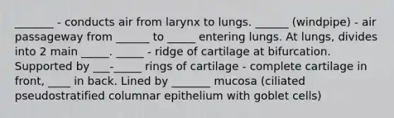 _______ - conducts air from larynx to lungs. ______ (windpipe) - air passageway from ______ to _____ entering lungs. At lungs, divides into 2 main _____. _____ - ridge of cartilage at bifurcation. Supported by ___-_____ rings of cartilage - complete cartilage in front, ____ in back. Lined by _______ mucosa (ciliated pseudostratified columnar epithelium with goblet cells)