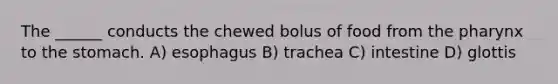 The ______ conducts the chewed bolus of food from the pharynx to the stomach. A) esophagus B) trachea C) intestine D) glottis