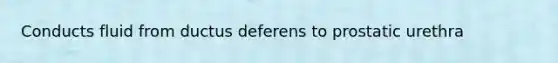 Conducts fluid from ductus deferens to prostatic urethra