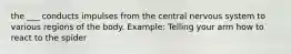 the ___ conducts impulses from the central nervous system to various regions of the body. Example: Telling your arm how to react to the spider