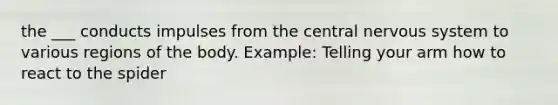 the ___ conducts impulses from the central nervous system to various regions of the body. Example: Telling your arm how to react to the spider