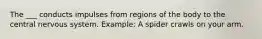 The ___ conducts impulses from regions of the body to the central nervous system. Example: A spider crawls on your arm.