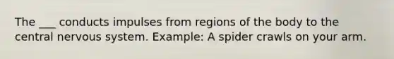 The ___ conducts impulses from regions of the body to the central nervous system. Example: A spider crawls on your arm.