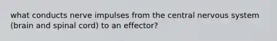 what conducts nerve impulses from the central nervous system (brain and spinal cord) to an effector?