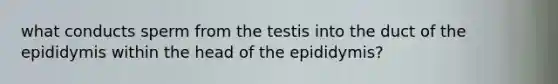 what conducts sperm from the testis into the duct of the epididymis within the head of the epididymis?