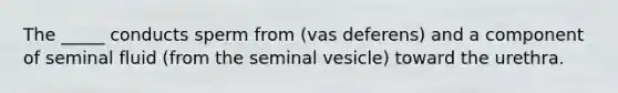 The _____ conducts sperm from (vas deferens) and a component of seminal fluid (from the seminal vesicle) toward the urethra.