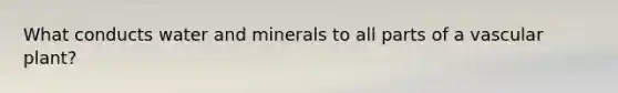 What conducts water and minerals to all parts of a vascular plant?