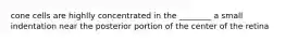cone cells are highlly concentrated in the ________ a small indentation near the posterior portion of the center of the retina